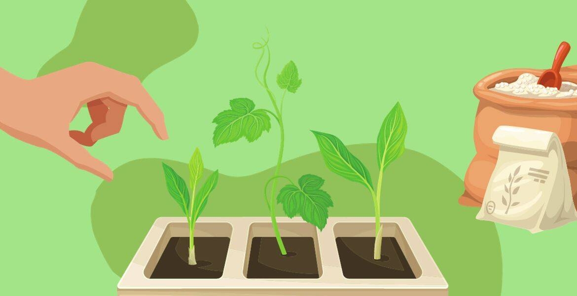 mano che sta piantando  e piantine che crescono