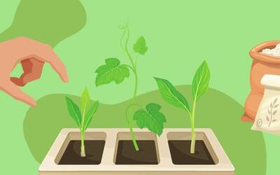 mano che sta piantando  e piantine che crescono