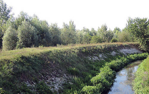 Immagine: Bosco di Carpaneda