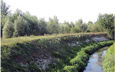 Immagine: Bosco di Carpaneda