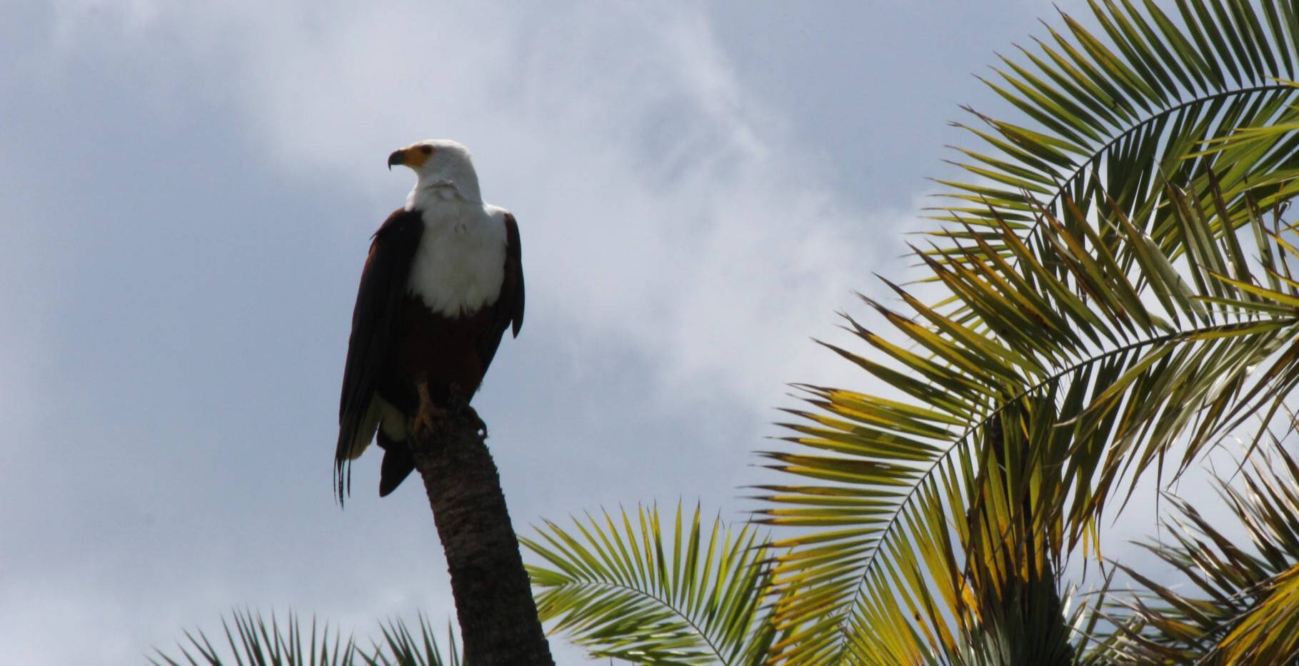 Immagine: africa insolita