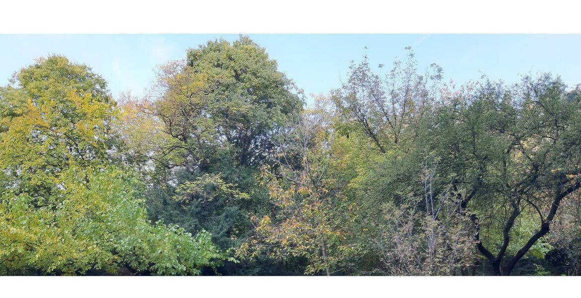 Immagine: Area verde