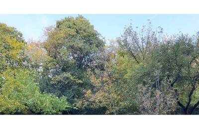 Immagine: Area verde