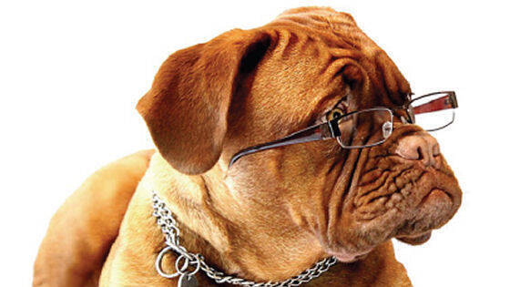 Immagine: Aree sgambettamento cani