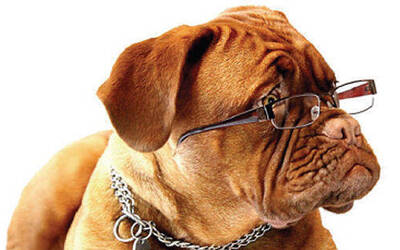 Immagine: Aree sgambettamento cani