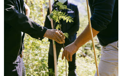 Immagine: Bosco del Quarelo 
