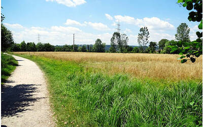 Immagine: Bosco delle Maddalene
