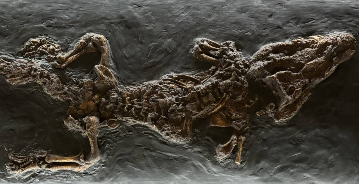 Immagine: Coccodrillo Museo Naturalistico Archeologico