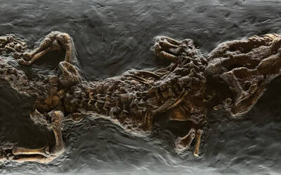 Immagine: Coccodrillo Museo Naturalistico Archeologico