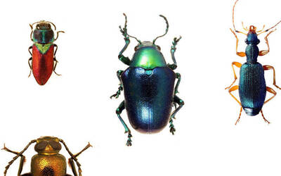 Immagine: Copertina coleotteri