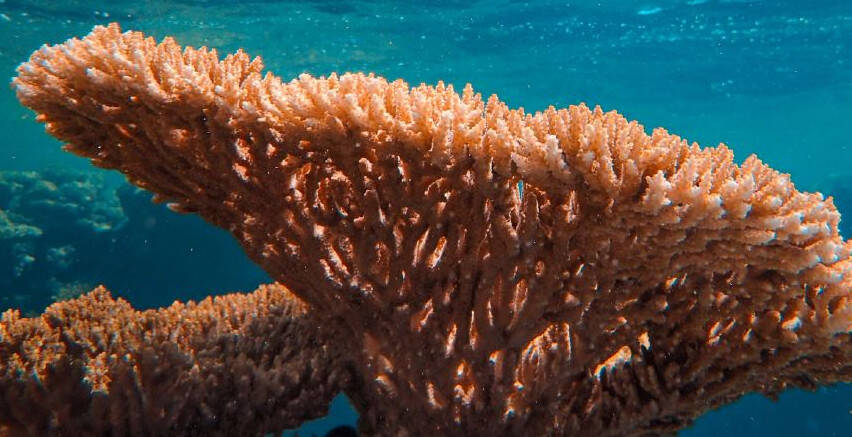 Immagine: corallo