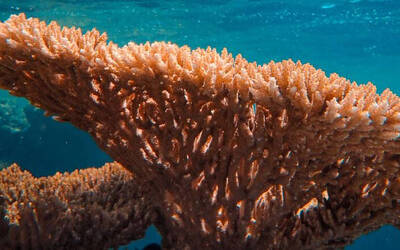 Immagine: corallo