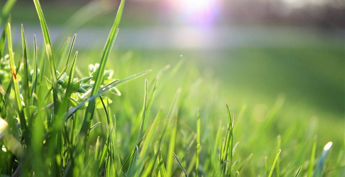 Immagine: domenica ecologica - immagine generale