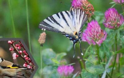 Immagine: domenica ecologica