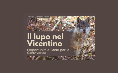 Immagine: il lupo nel vicentino