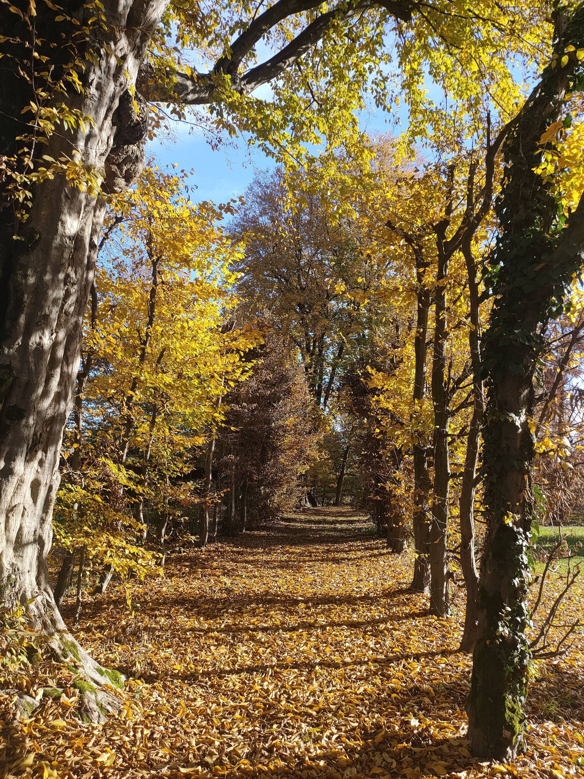 Immagine: Il viale di carpini di Villa Ghislanzoni