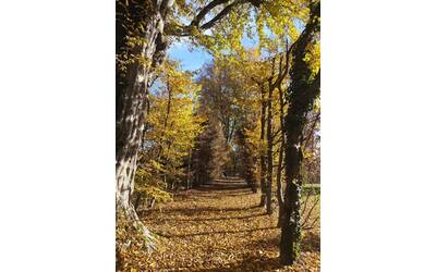 Immagine: Il viale di carpini di Villa Ghislanzoni