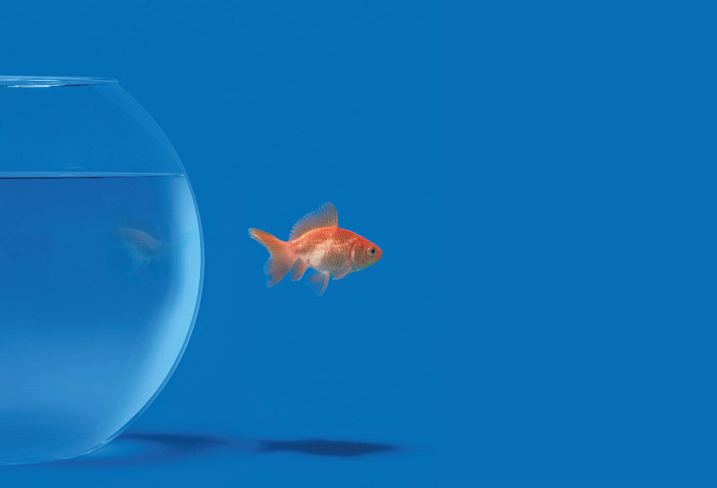 Immagine: Illustrissimo - Gallerie