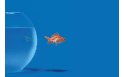 Immagine: Illustrissimo - Gallerie