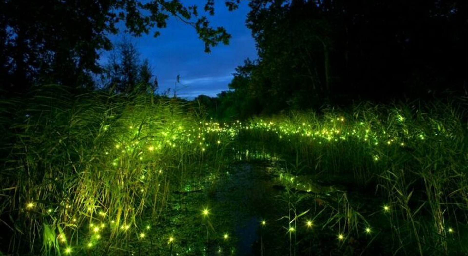 Immagine: La lucciolata del Bacchiglione
