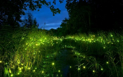 Immagine: La lucciolata del Bacchiglione