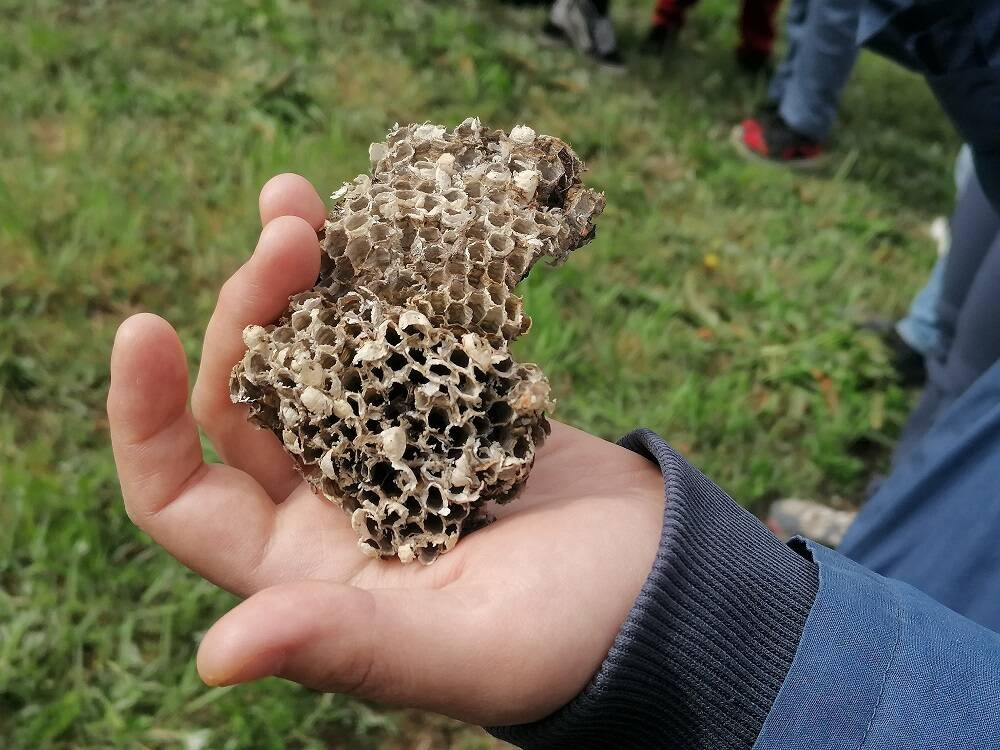 Immagine: Li hai mai visti da vicino? Scopriamo il mondo degli insetti