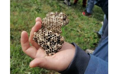 Immagine: Li hai mai visti da vicino? Scopriamo il mondo degli insetti