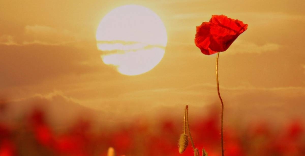 Immagine: Memoria_img