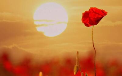 Immagine: Memoria_img