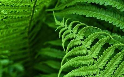 Immagine: Natura Vicentina