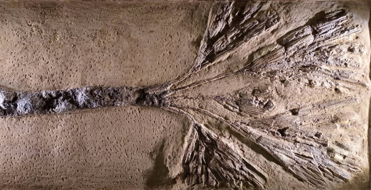 Immagine: Palma Fossile