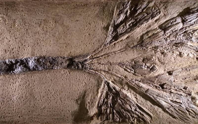 Immagine: Palma Fossile