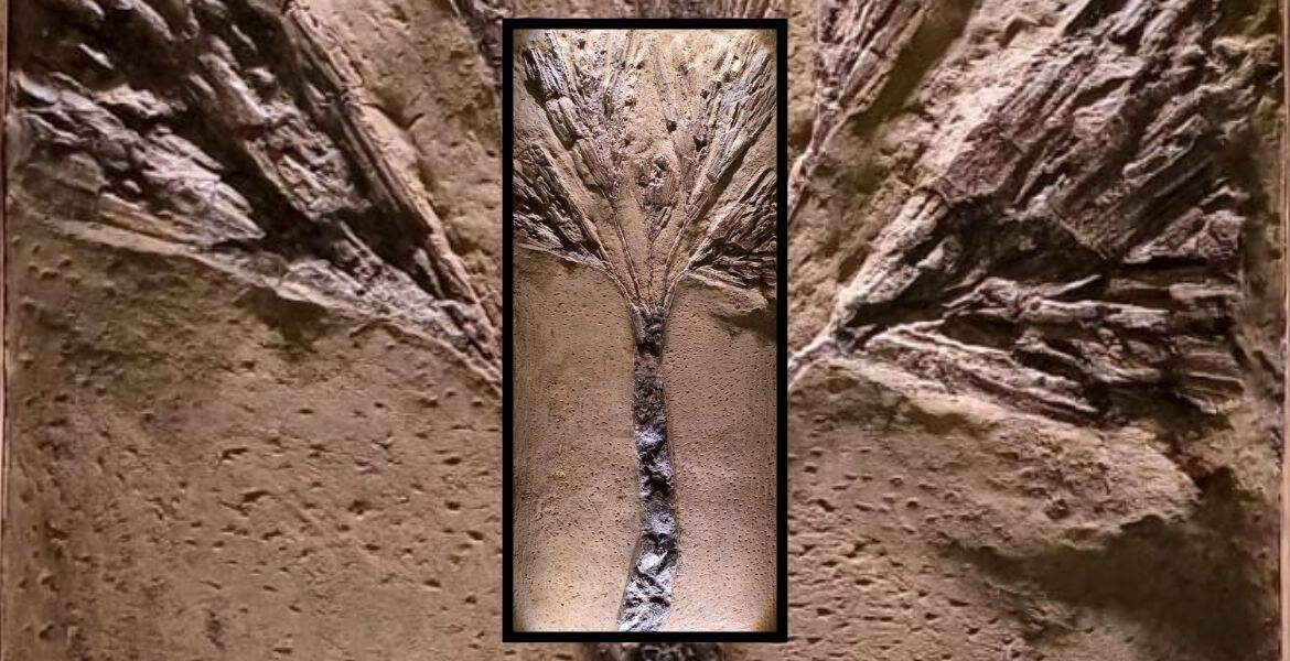 Immagine: Palma fossile