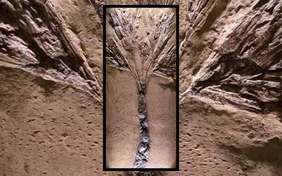 Immagine: Palma fossile