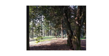 Parco di Villa Guiccioli