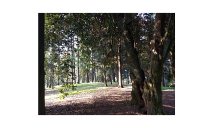 Immagine: Parco di Villa Guiccioli