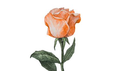 Immagine: Rosa CALENDARIO