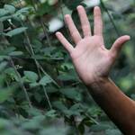 CARPINO | tre laboratori di citizen science