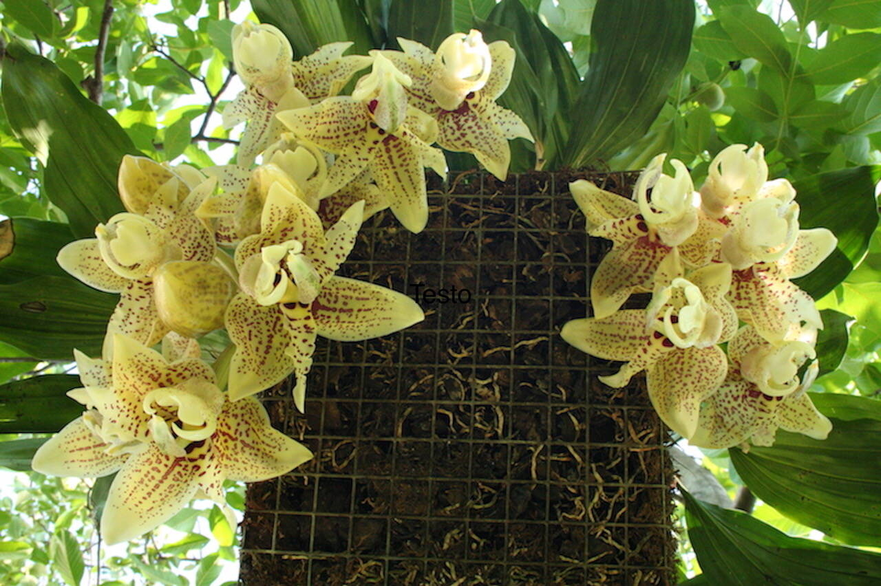 Immagine: stanhopea in fiore
