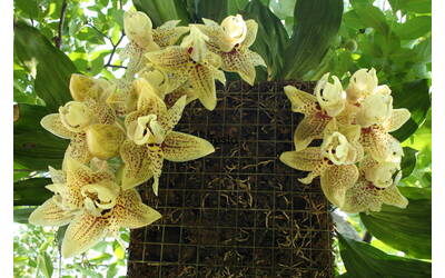 Immagine: stanhopea in fiore