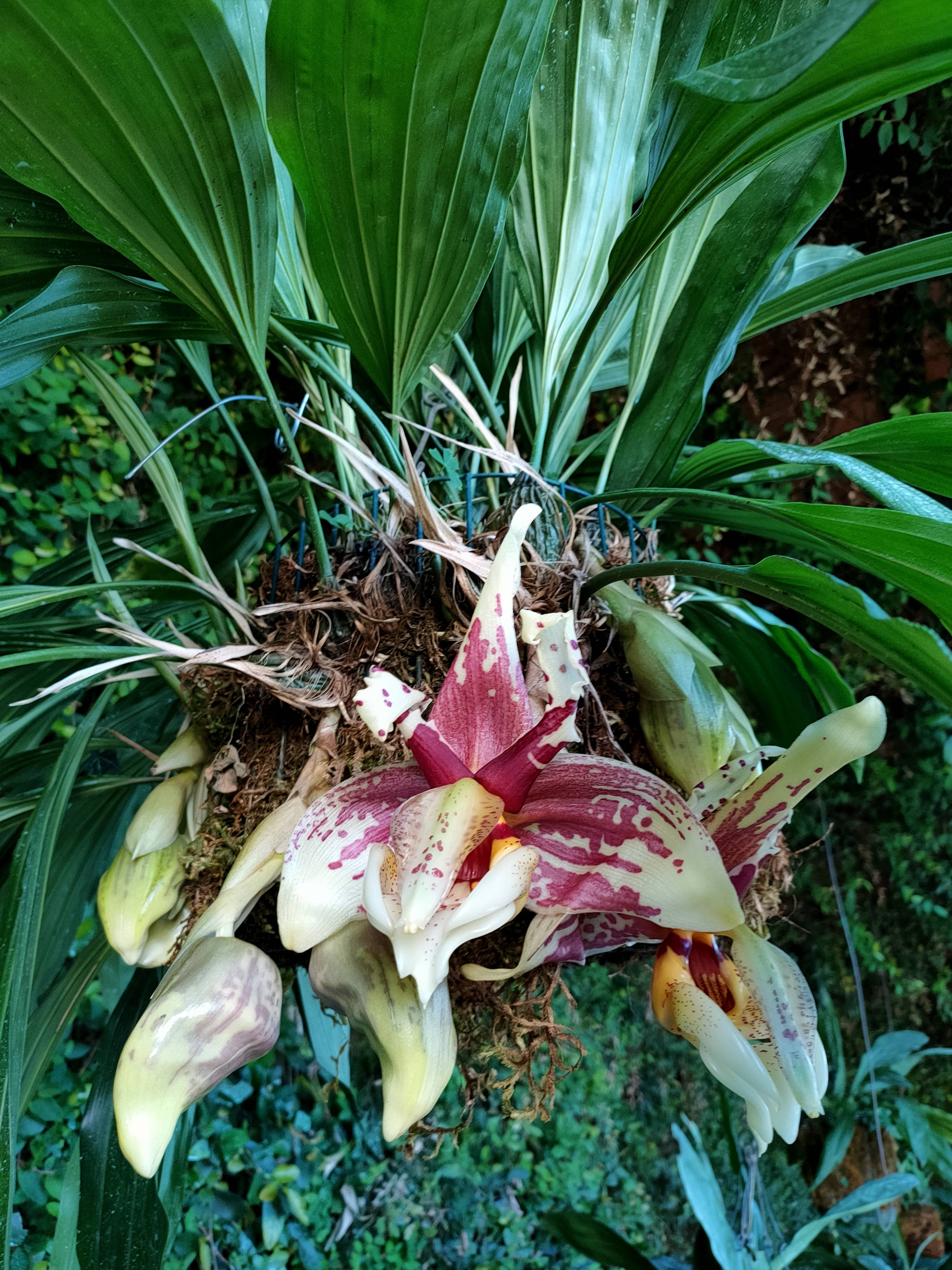 Immagine: Stanophea in fiore