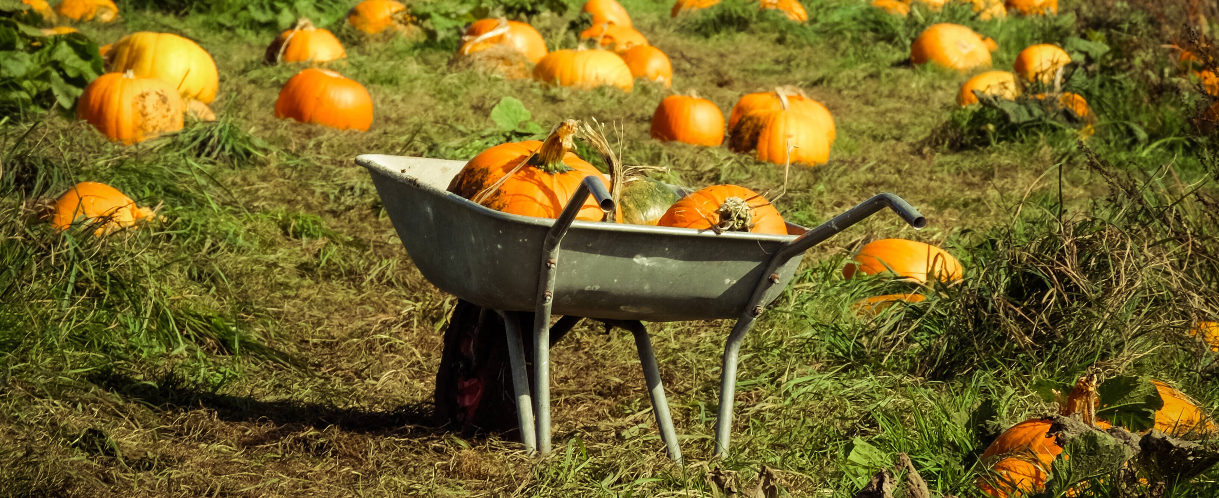 Immagine: Storie di Terra - carriola