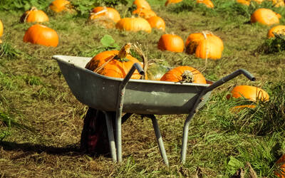 Immagine: Storie di Terra - carriola