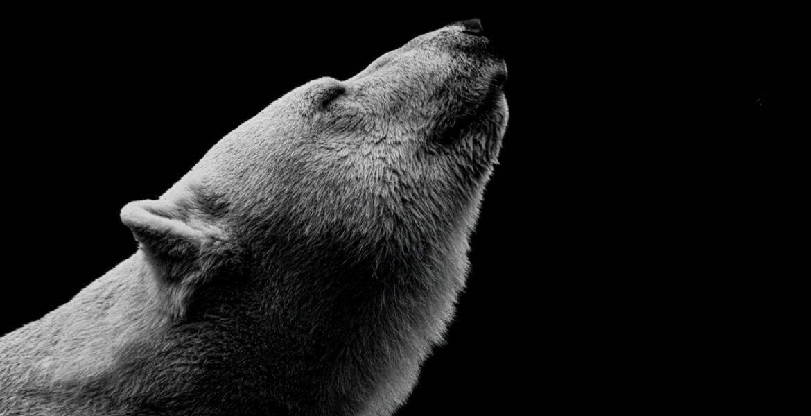 Immagine: Teatrodelleapparizioni - Lucy / gli orsi