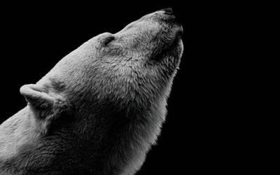 Immagine: Teatrodelleapparizioni - Lucy / gli orsi